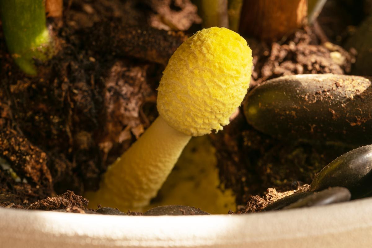 Plantpot Mushroom growing in an indoor potted plant