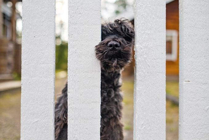 Small Miniature,Black schnauzer dog sitting waiting for owner near white fence.