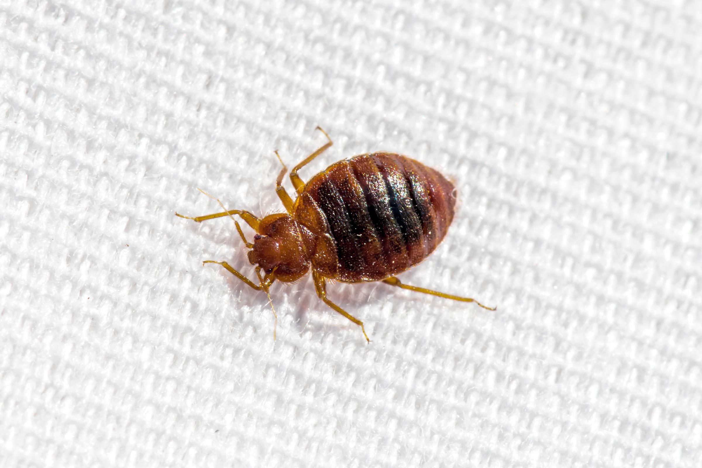 bed bug on white woven piece of fabric in hotel room