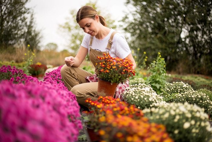 Young Woman Working with chrysanthemums in a flower plantation garden in the Fall Season