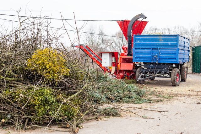 Christmas Tree Recycling Heap of coniferous and deciduous trees and a wood shredder at industrial compost center.