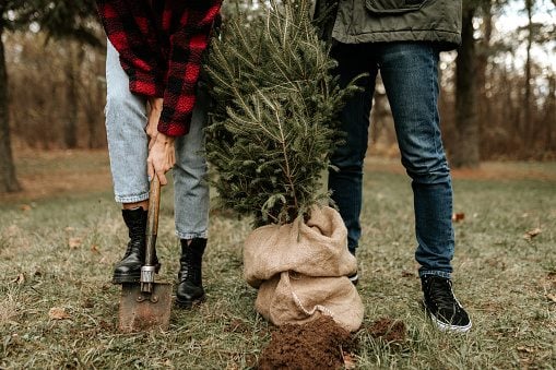 Young couple planting a Christmas tree in the park after the holiday season