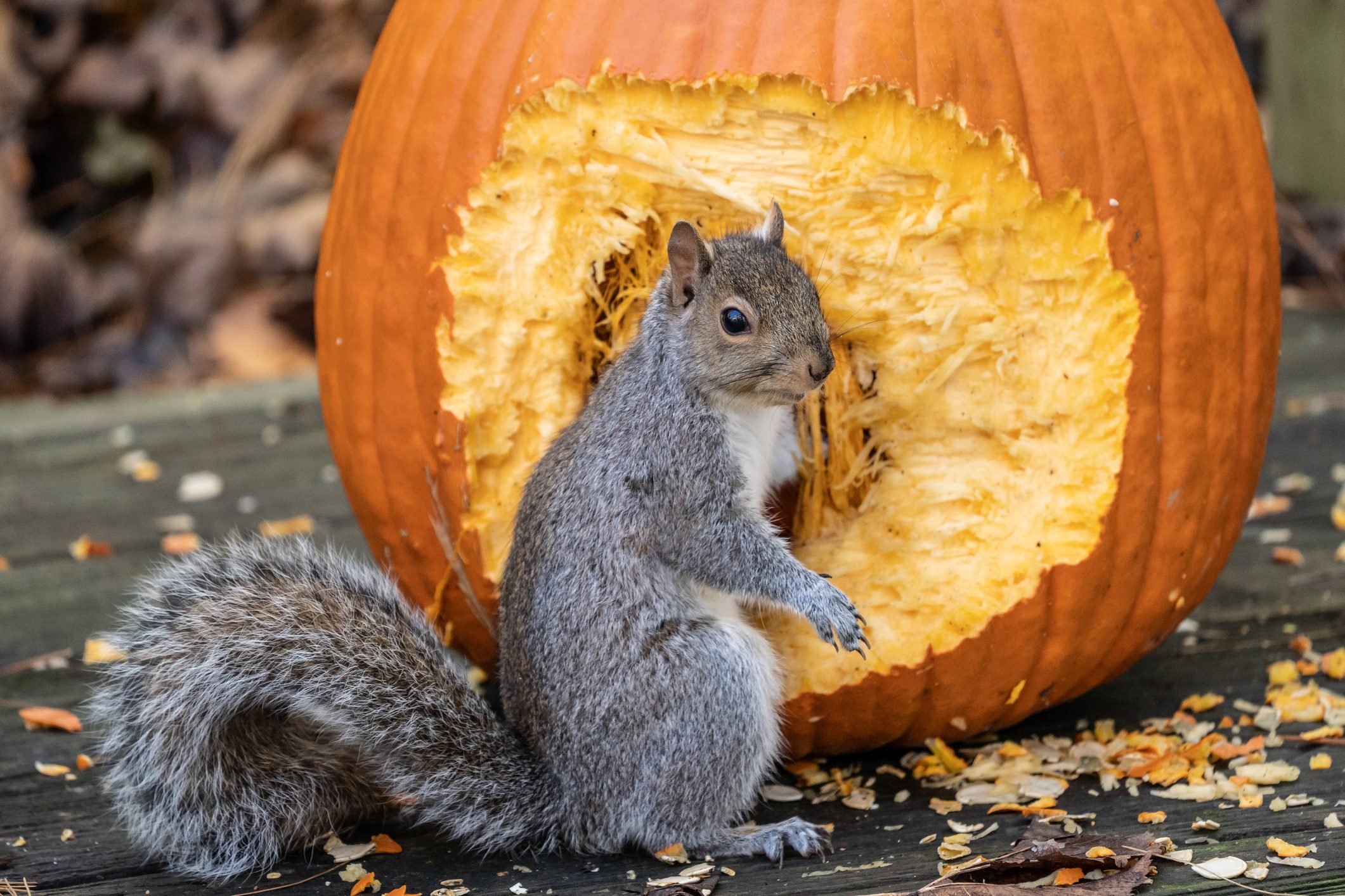 A cute gray squirrel helps himself to pumpkin seeds from Halloween Pumpkin
