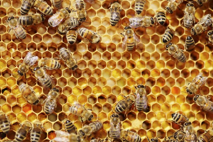 Honey Bees Swarm Around in Groups Against a Honeycomb Background