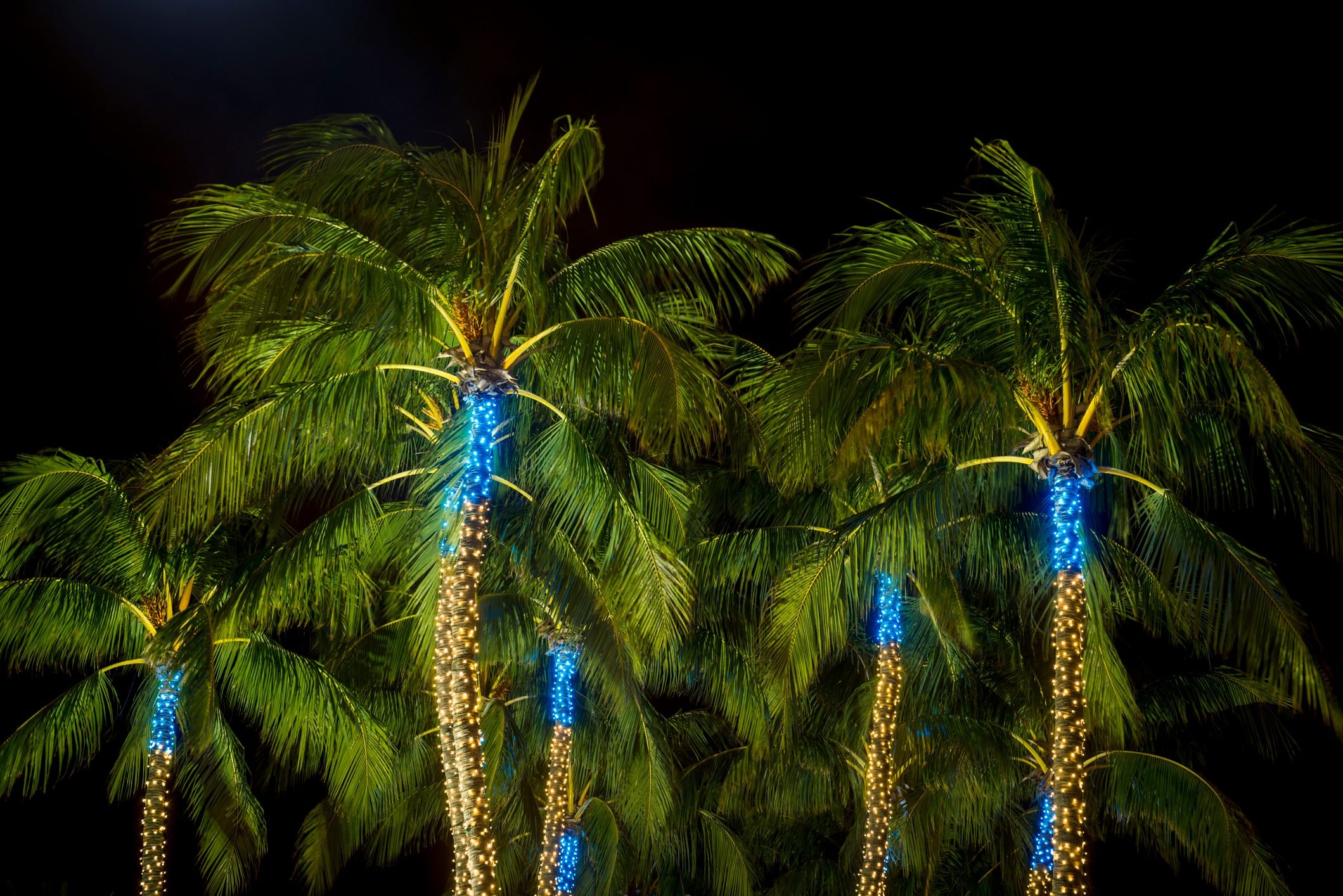 Tropical Winter Palm Trees Decorated with Christmas Lights
