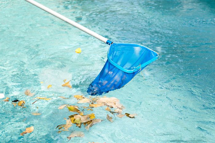 Cleaning swimming pool of fallen leaves with blue skimmer