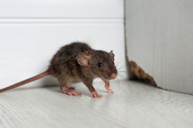 Grey Rat Near Wooden Wall On Floor