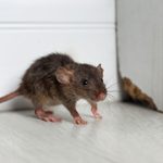6 Things that Attract Mice