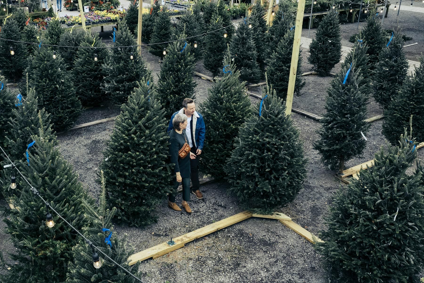 People Looking at The Christmas Trees in the Lot