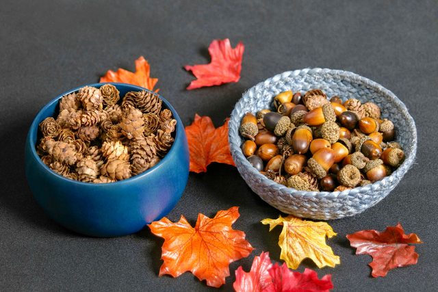 Acorns in Two Fancy Bowls on Grey Background