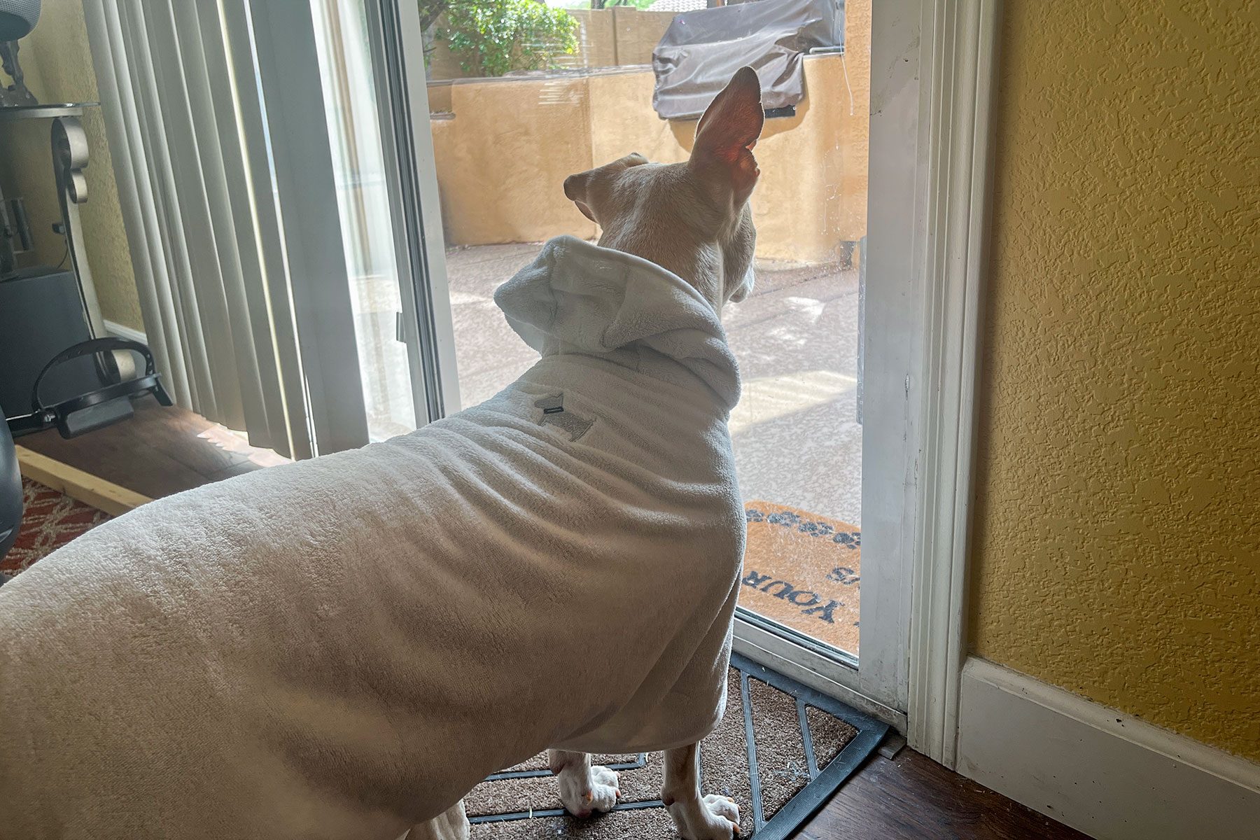 Dog wearing robe and watching outside window