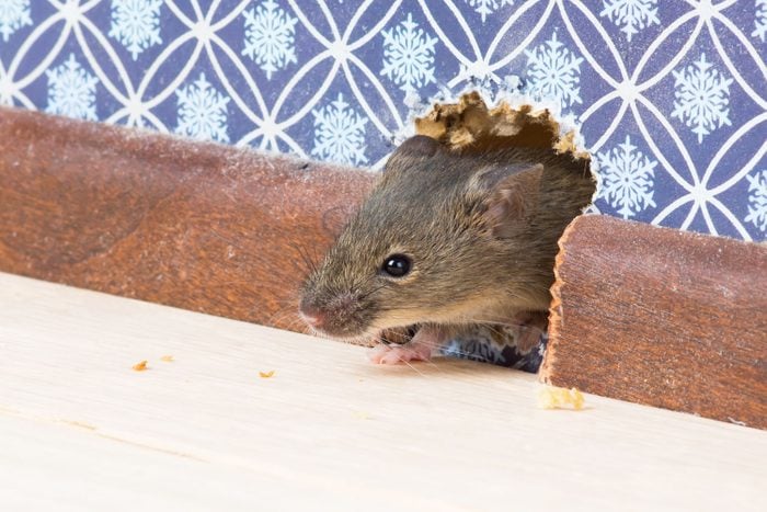 Vulgaris house mouse (Mus musculus) gets into the room through a hole in the wall