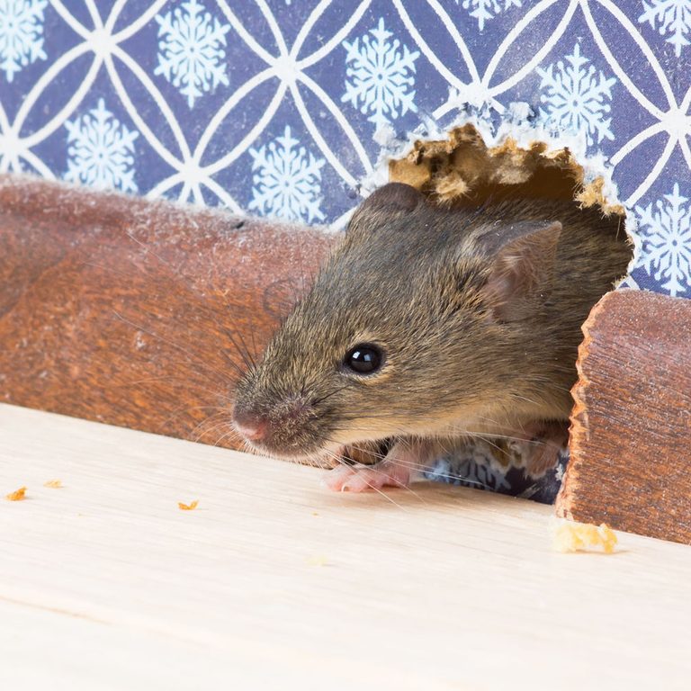 House Mice and How to Get Rid of Them