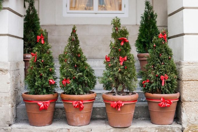 small christmas trees in pots on a front porch