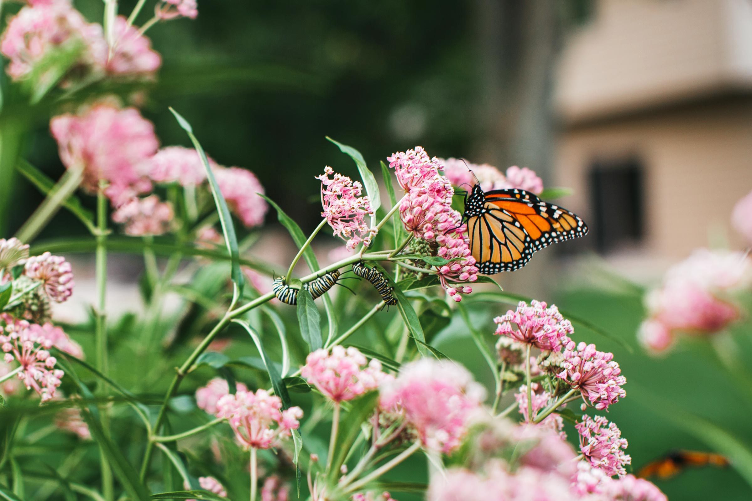 monarch butterfly on pink milkweed in front yard garden