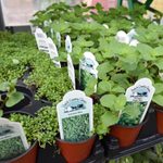 How To Read Plant Tags