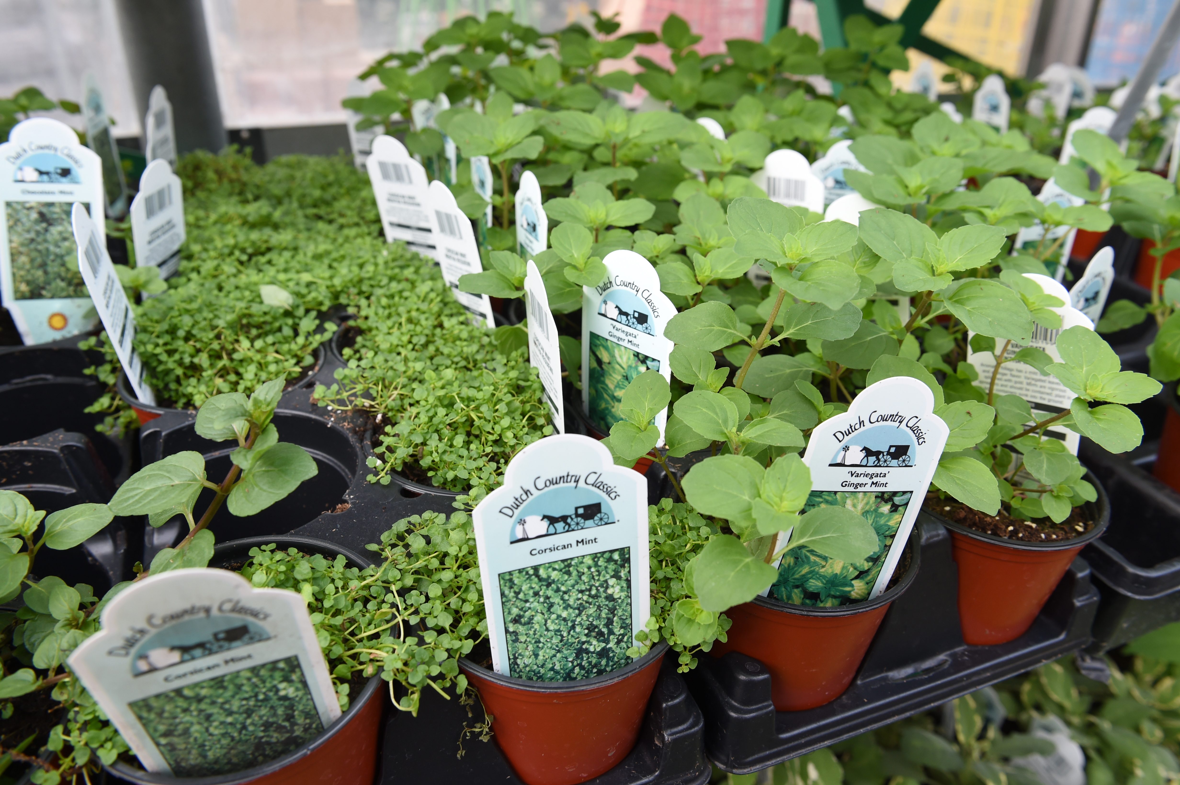 plant tags in Corsican and Ginger Mint - some of the varieties of herbs available at Esbenshade's Garden Center in Maidencreek Township on Friday, May 11, 2018. Photo by Harold Hoch