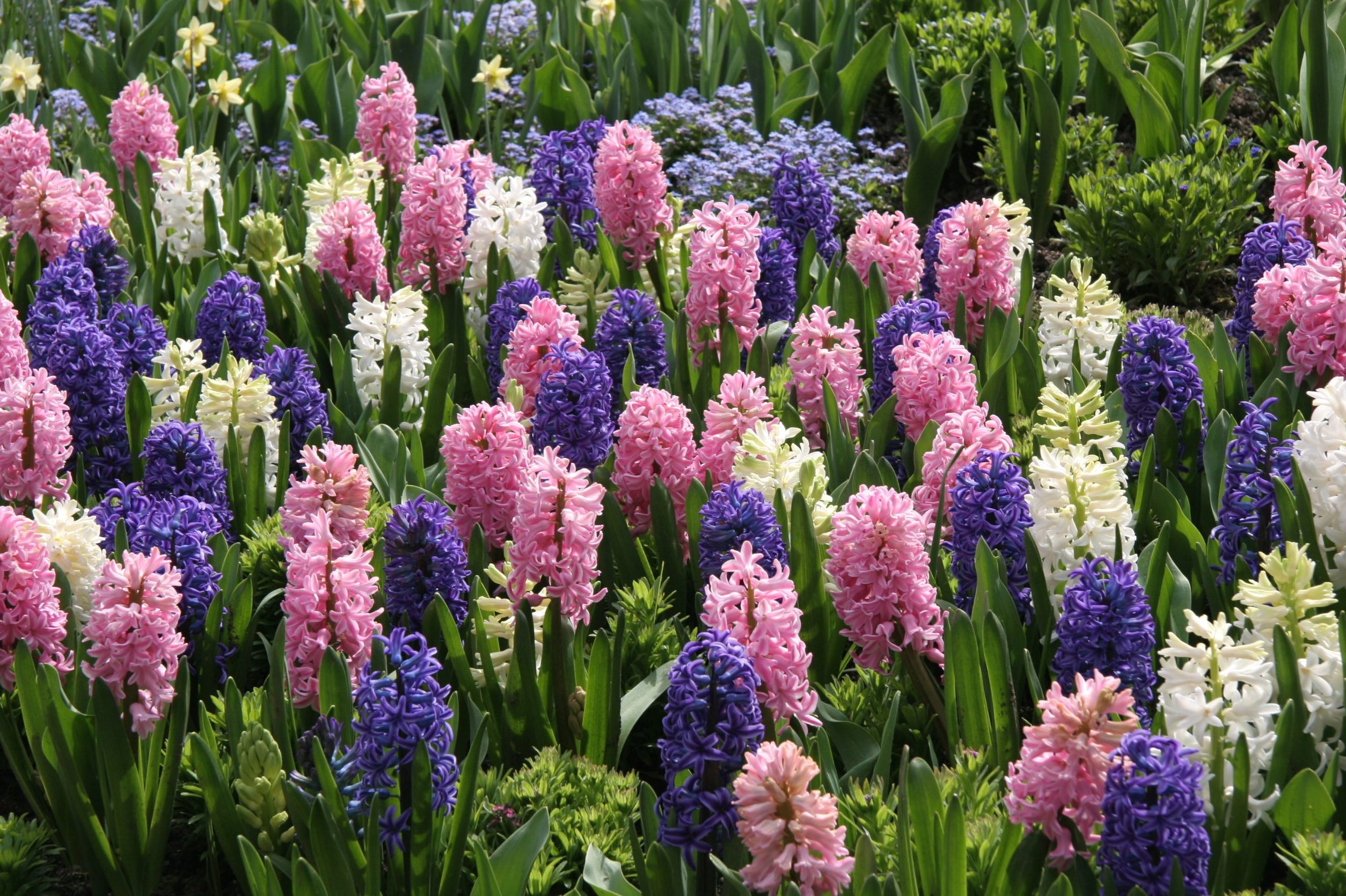 Mass Planting of Perfect Spring Hyacinths