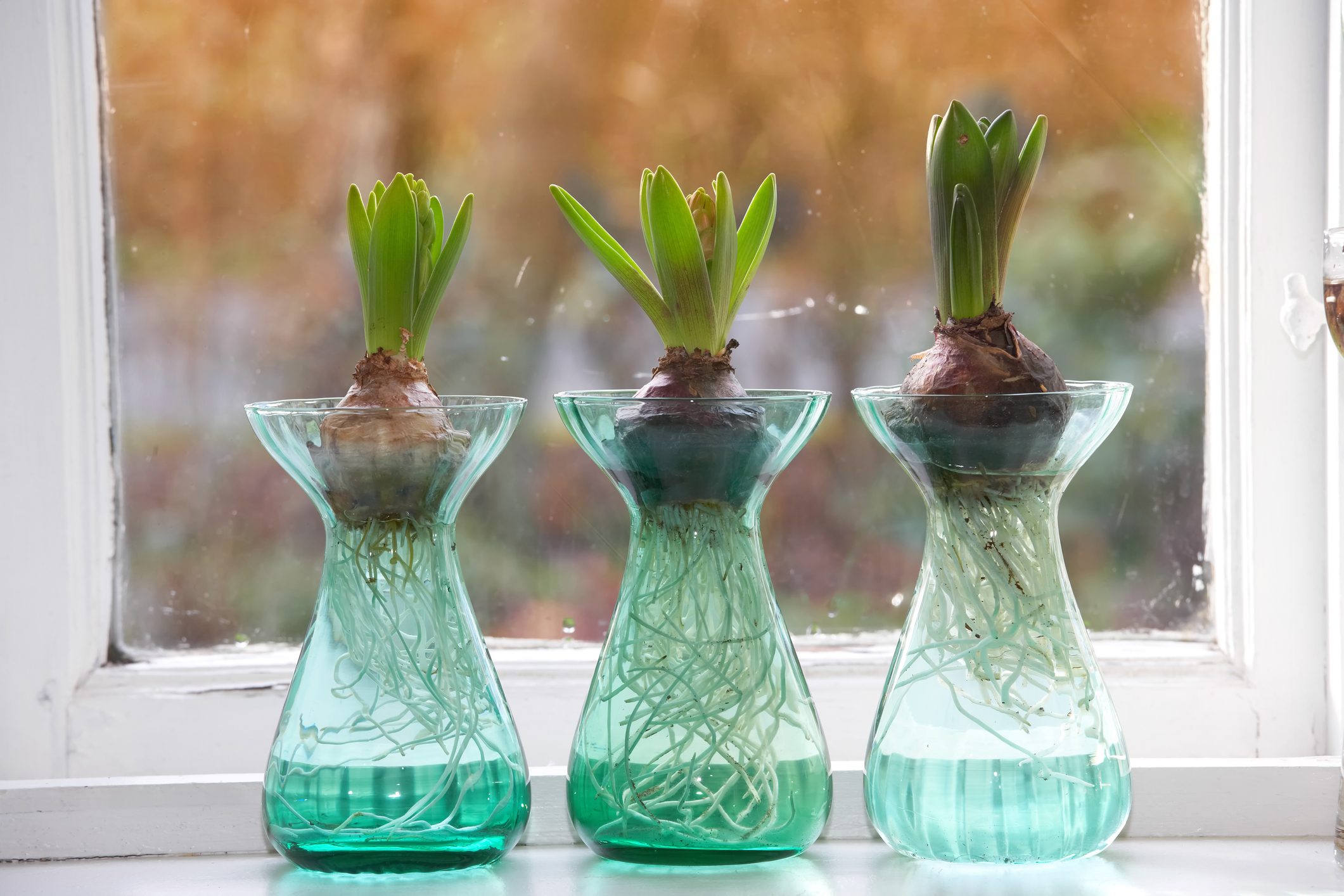 Growth of Hyacinth bulbs