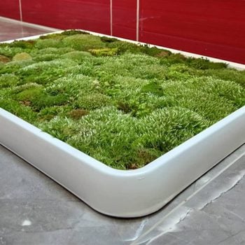 Do You Need A Living Moss Ru Ft Via Amazon.com