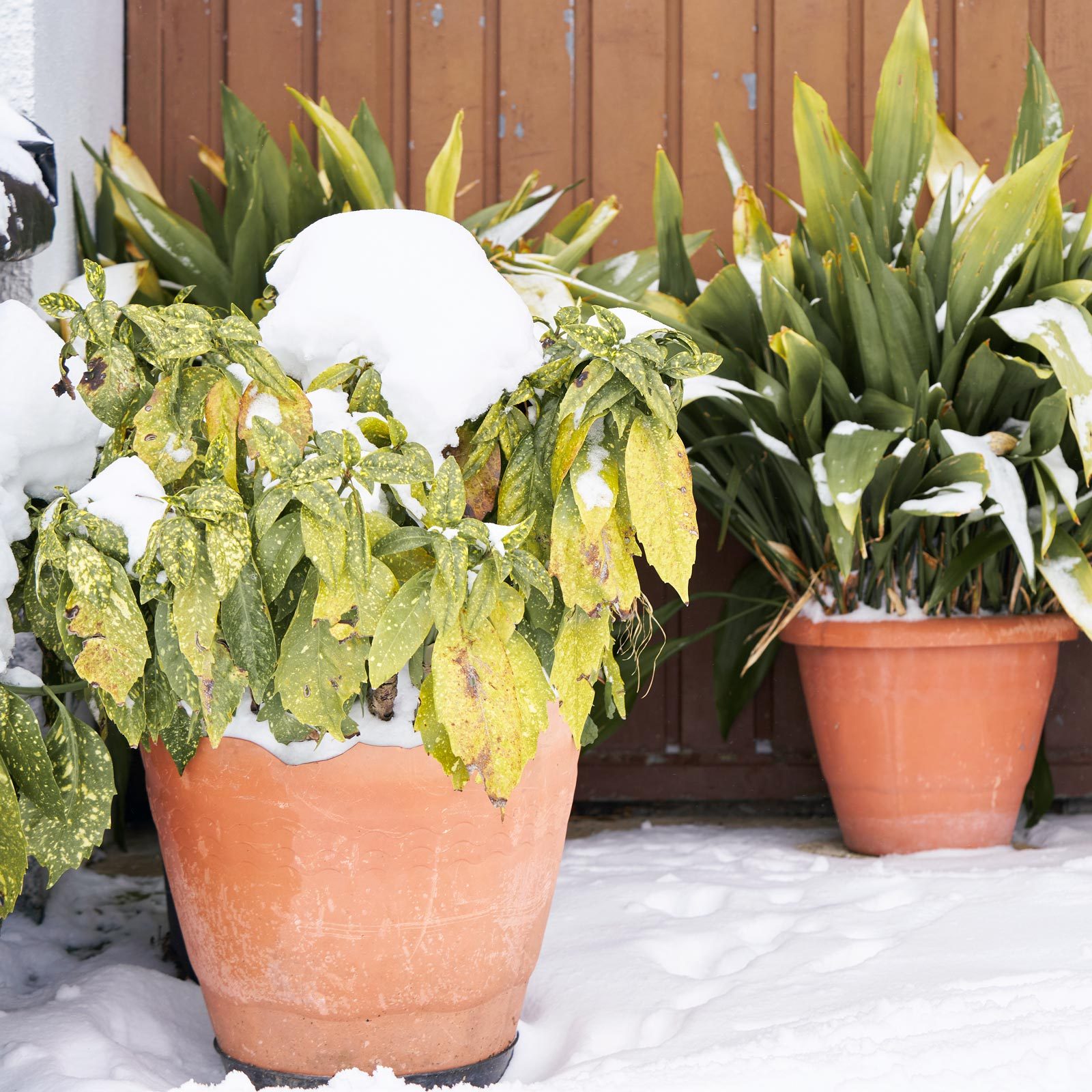 potted plant in the winter time