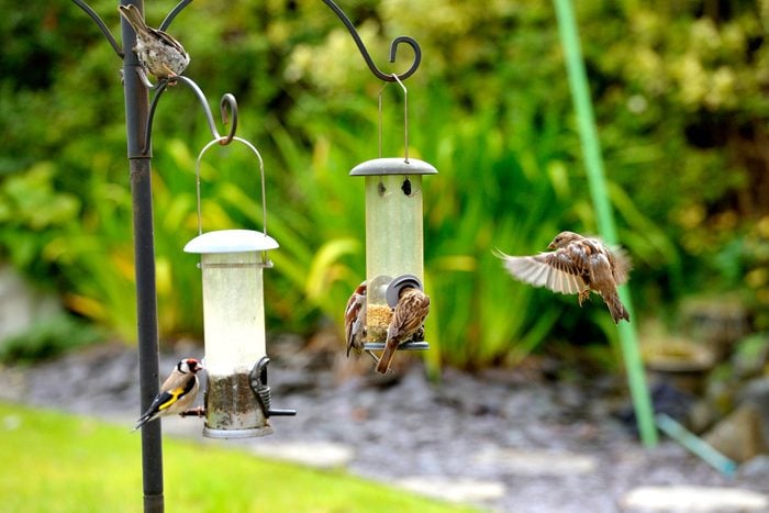 House Sparrows Eating Food From Bird Feeder