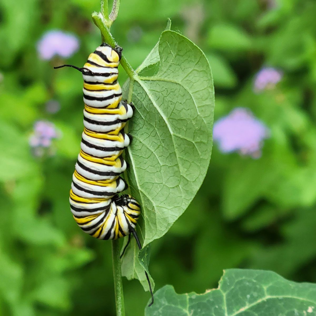 Caterpillar on Milkweed plant