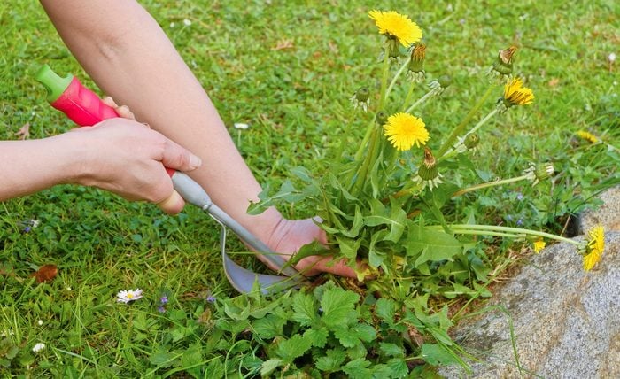 12 Most Common Weeds And How To Get Rid Of Them Gettyimages 1384255119 A