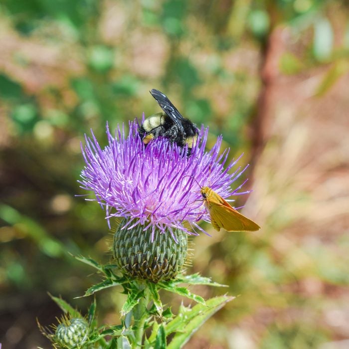 How To Get Rid Of Thistle Weeds For Good