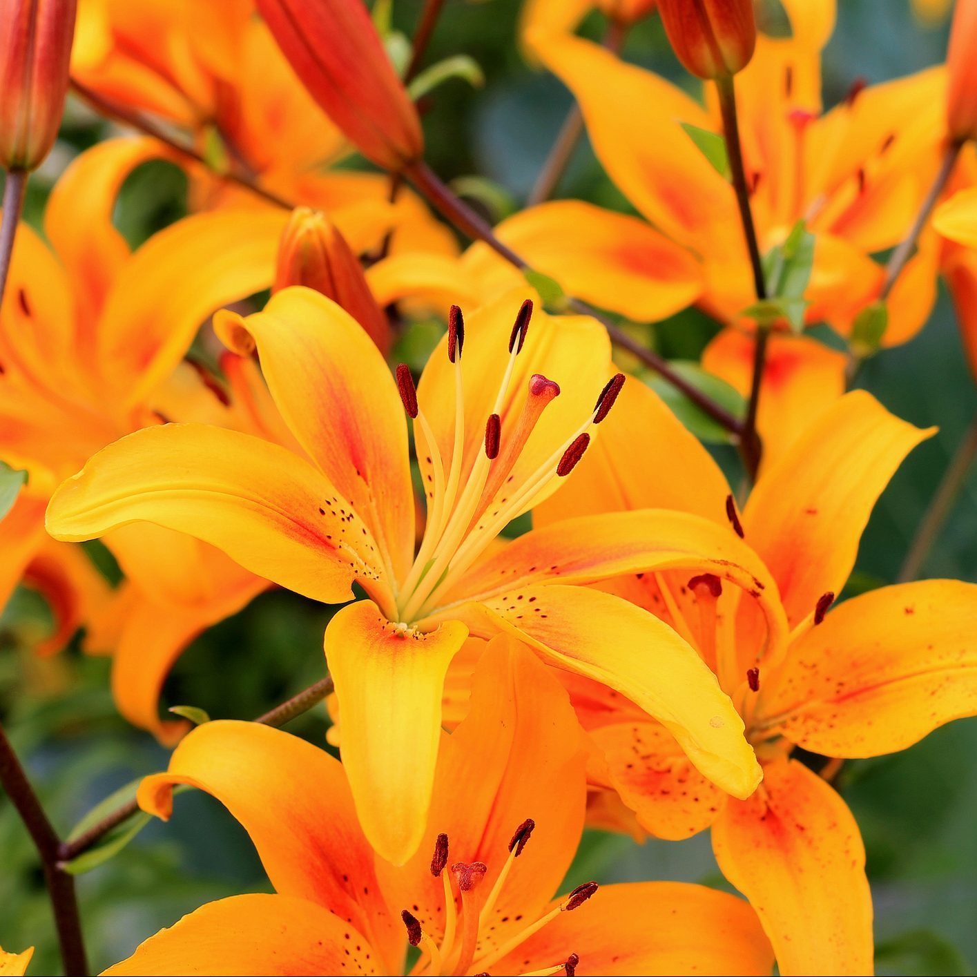 Yellow asiatic hybrid lilies on flowerbed. Bouquet of fresh flowers growing in summer garden. Close-up.