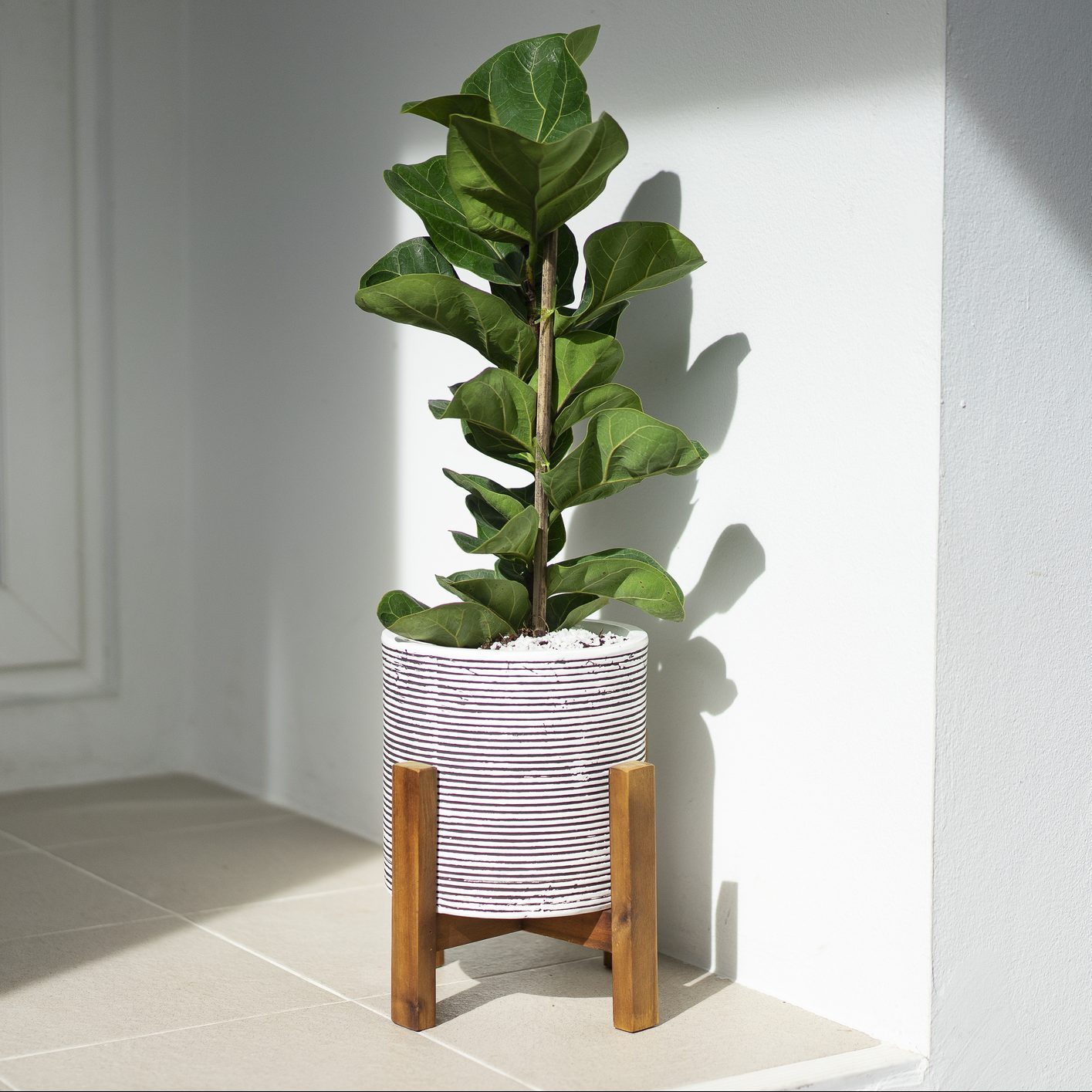 small Ficus lyrata tree purifier air good for decoration in the house