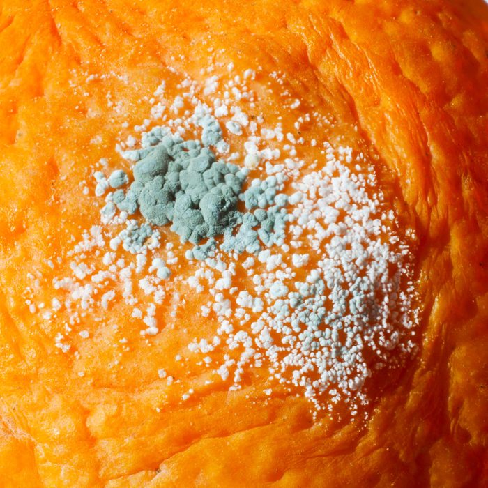  Penicillium Mold On An Orange