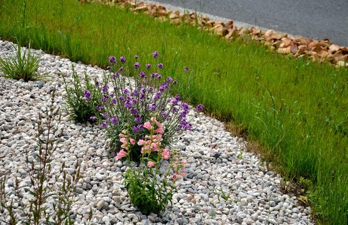 the plant blooms purple, smells sweet, one is a biennial to perennial herb with gray narrow leaves The pleasant aroma attracts moths. in a flowerbed with stones and light pebbles resembles sage