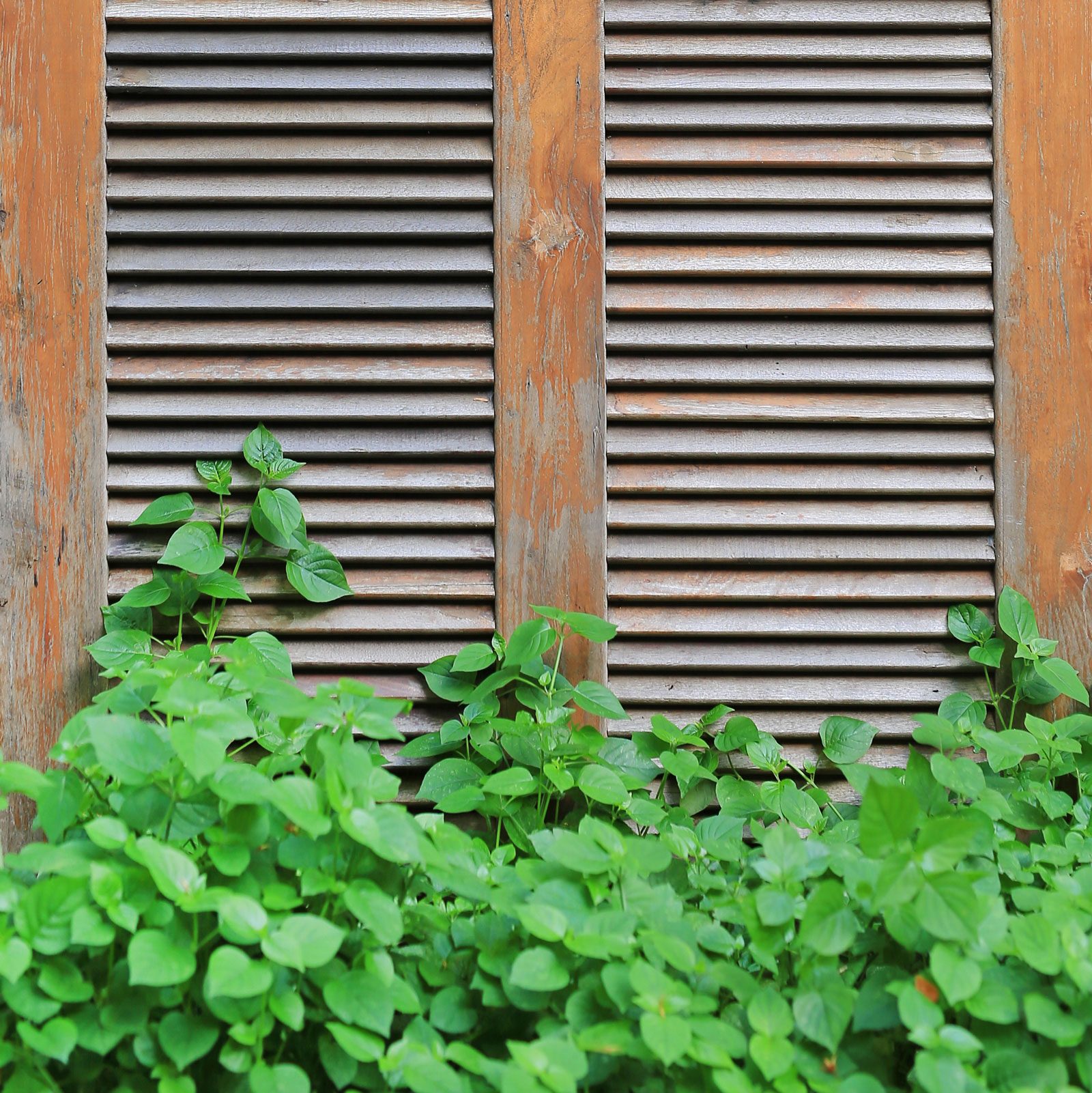 plants growing in front of a shutter
