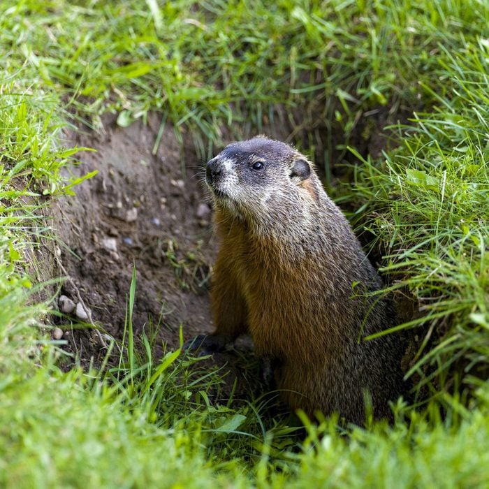 Groundhog close-up profile view sitting at the entrance of its burrow with grass in its environment and surrounding habitat. Marmot Image. Picture. Portrait. Photo.