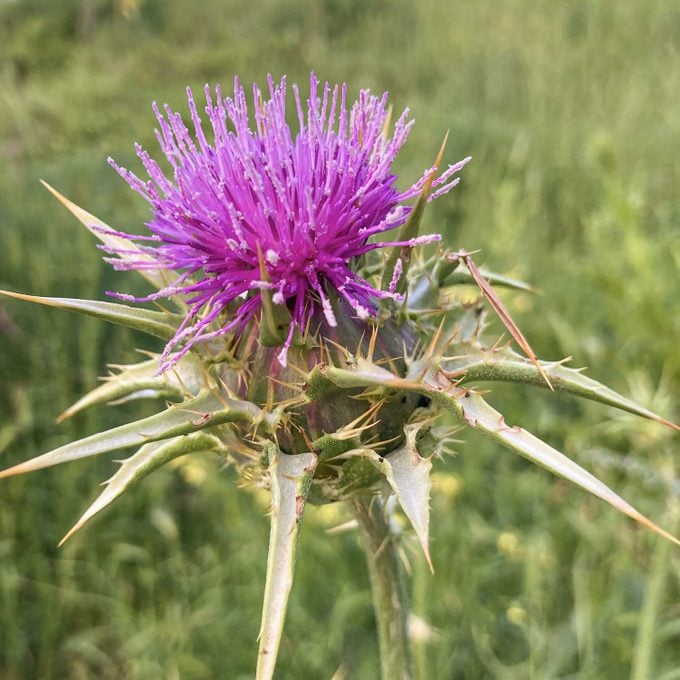 Milk thistle (Silybum marianum) in nature on a sunny summer day with green grass background