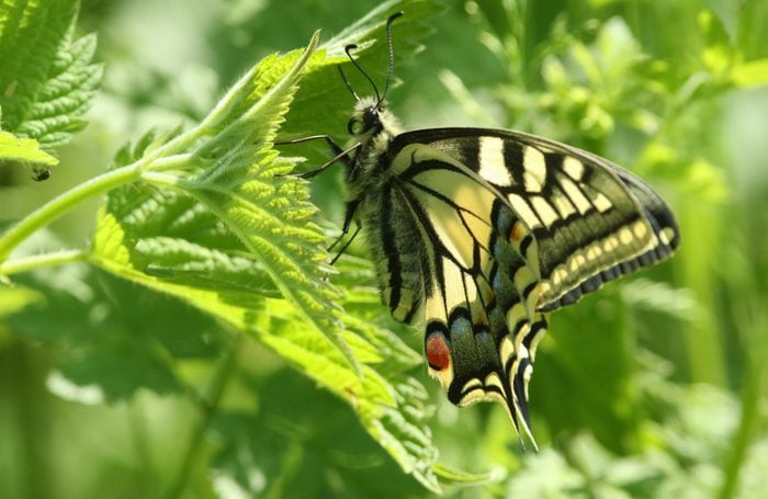A rare Swallowtail Butterfly, Papilio machaon, resting on a stinging nettle leaf in springtime.