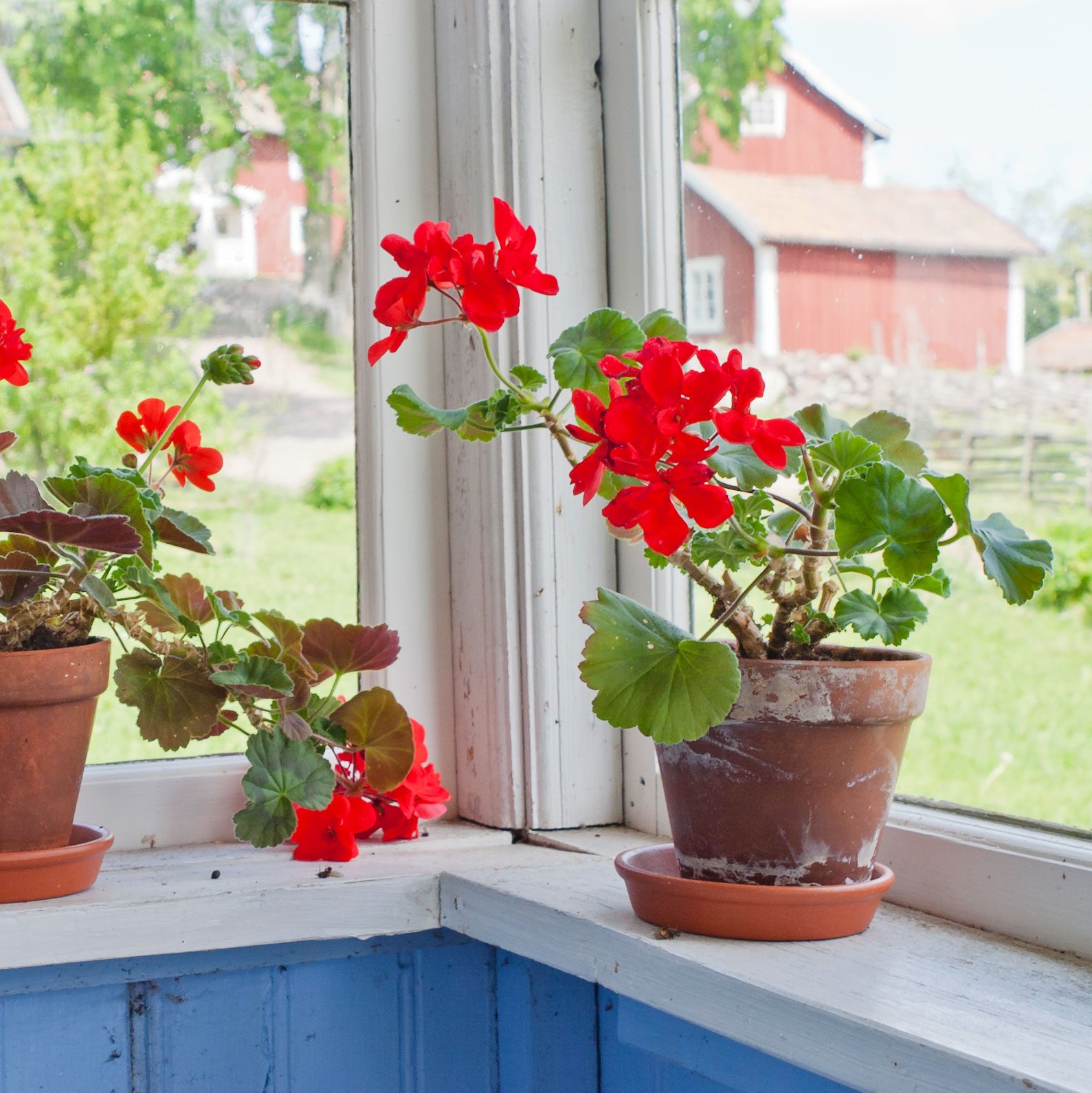 two geranium pots on a windowsill