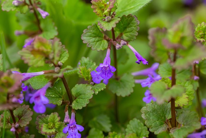 bush Glechoma hederacea, Nepeta glechoma Benth., Nepeta is wild in meadow. Blue small flowers hederacea, ground-ivy, gill-over-the-ground,
