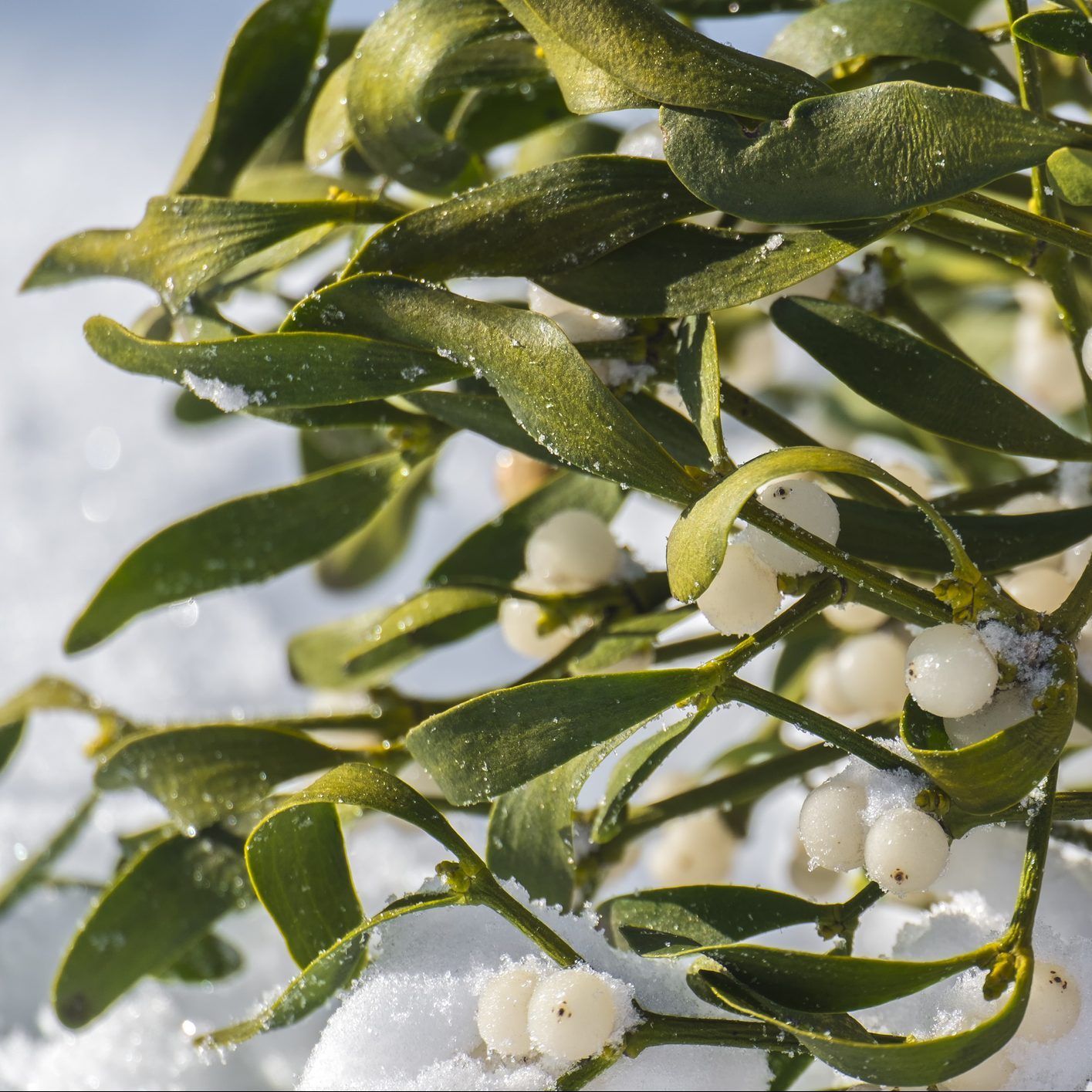 Evergreen branch of mistletoe with ripe berries on snow (Viscum album)