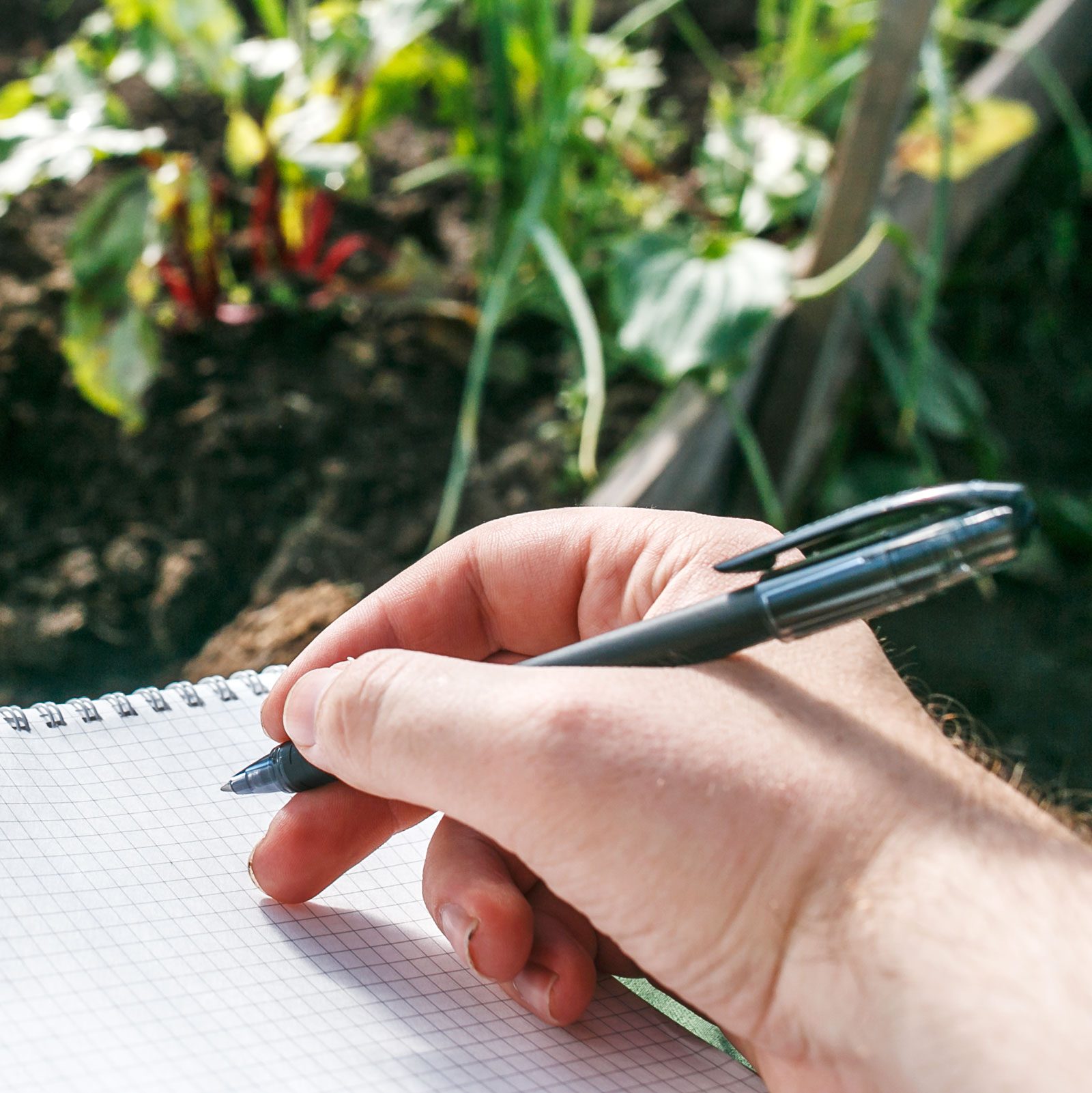 Closeup hands of greenhouse worker taking notes in seedlings in notebook. Tomatoes seedling