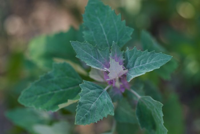 Lambsquarters Pigweed Gettyimages 1418387200