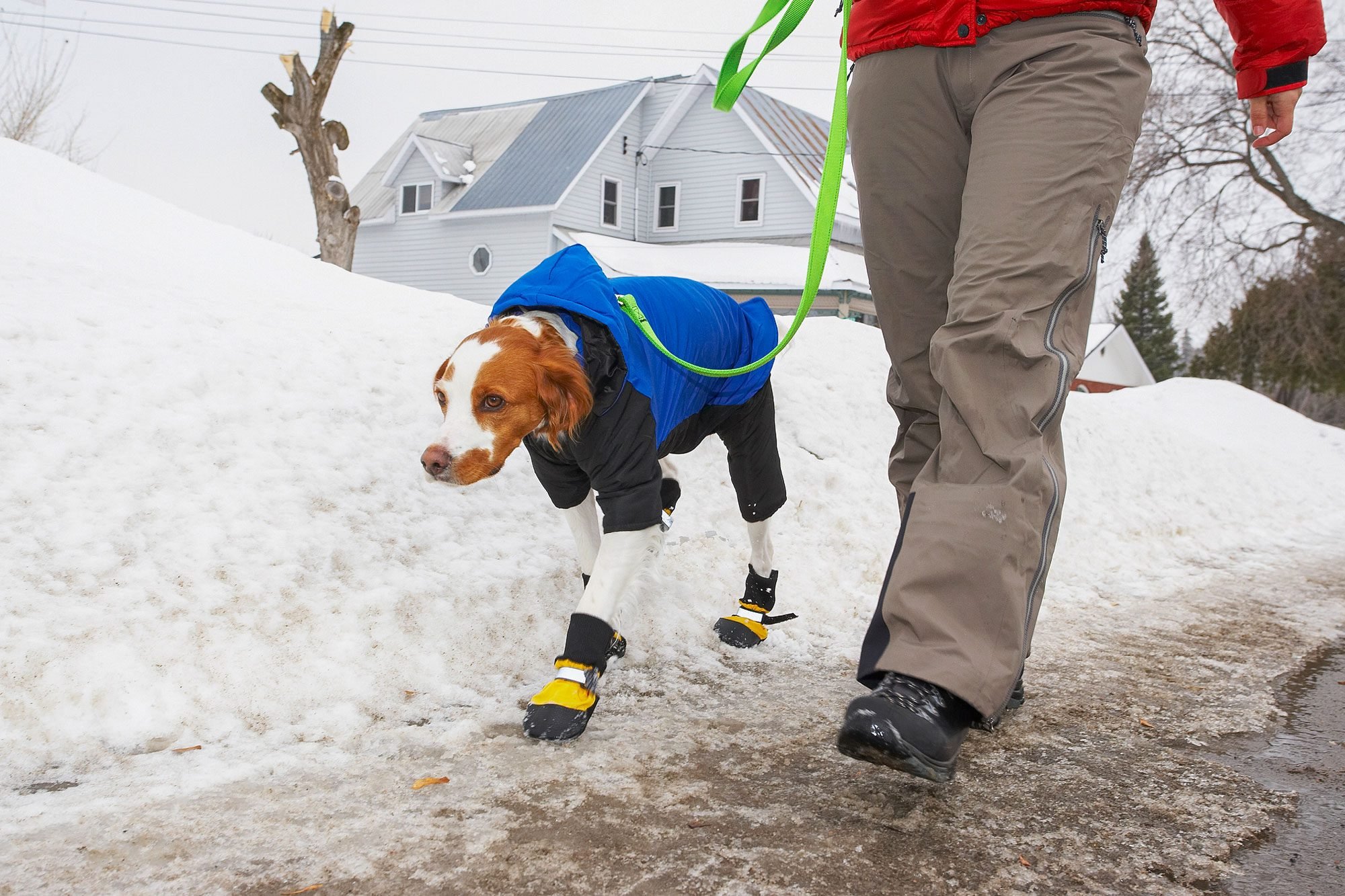 Person Walking Dog In Booties Down Street In Winter On Snow