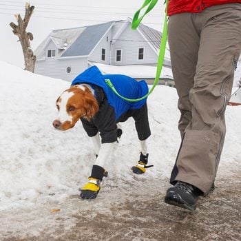 Person Walking Dog In Booties Down Street In Winter On Snow