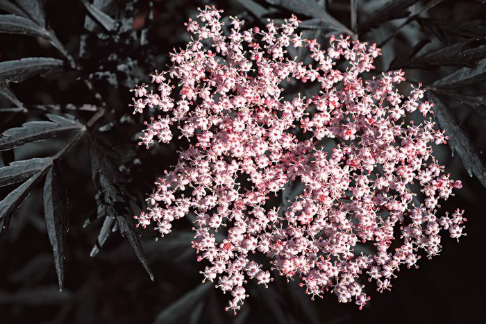 black lace elderberry shrub