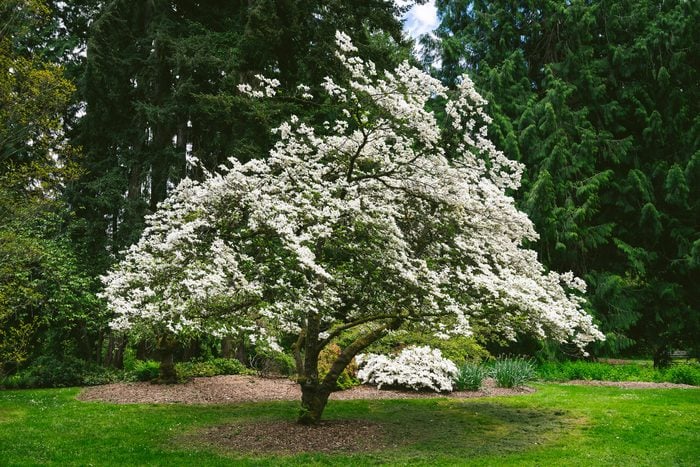 Flowering Dogwood tree