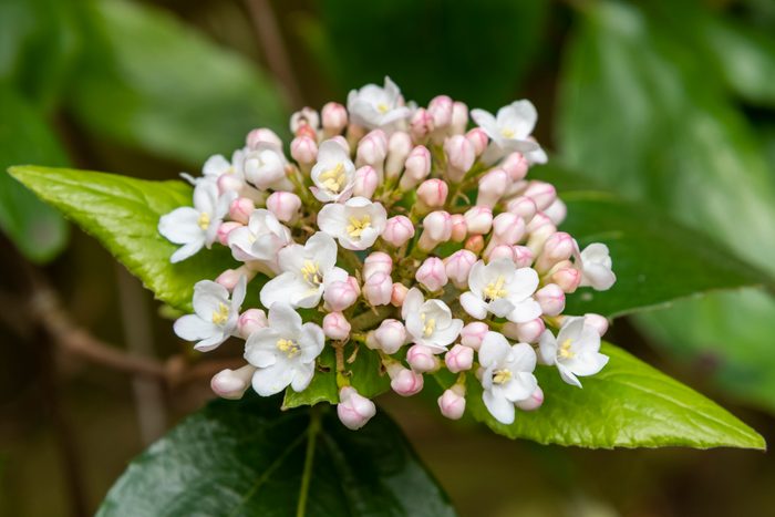 Closeup of pink and white VIBURNUM x burkwoodii flowers and buds opening.