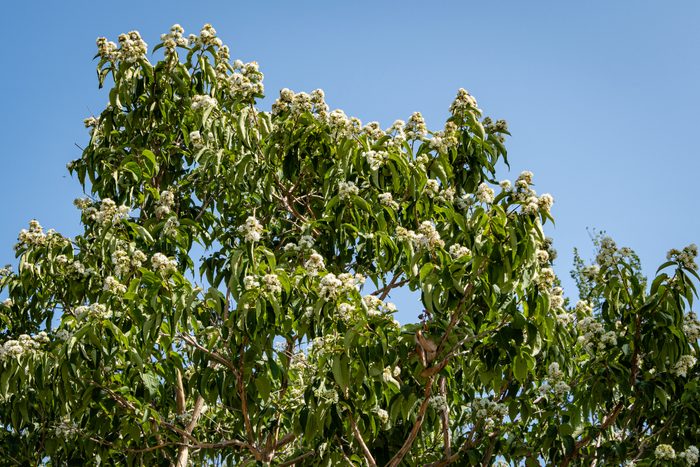 Flowering Heptacodium miconioides or Seven son flower trees in rest zone near Bougainvillea fountain. Close-up of white flowers against blue sky background. City park "Krasnodar" or Galitsky park.