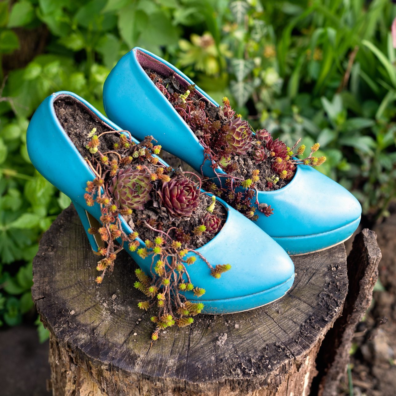 Blue high heels recycled shoes with plants on a tree stump in the garden. Sustainable gardening concept as a design idea.