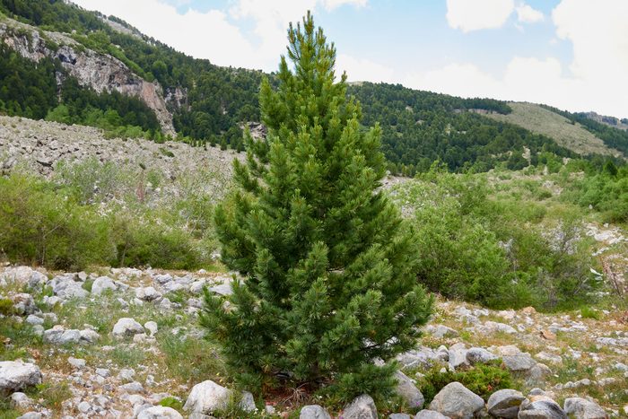  Pinus Cembra